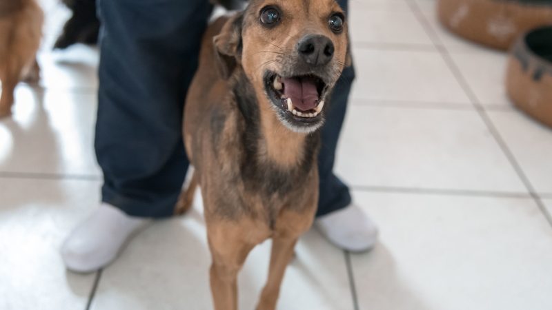 Feira de adoção de cães e gatos acontece neste sábado (18/10), no Big Shopping