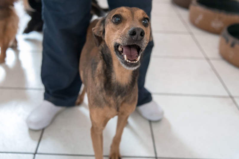 Feira de adoção de cães e gatos acontece neste sábado (18/10), no Big Shopping