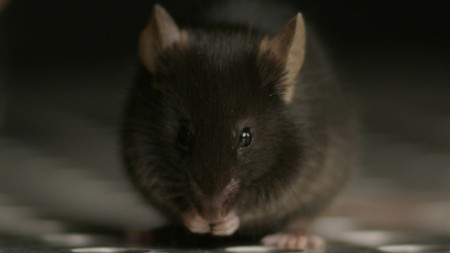 Efeitos do estresse variam conforme idade e sexo, mostra estudo com camundongos
