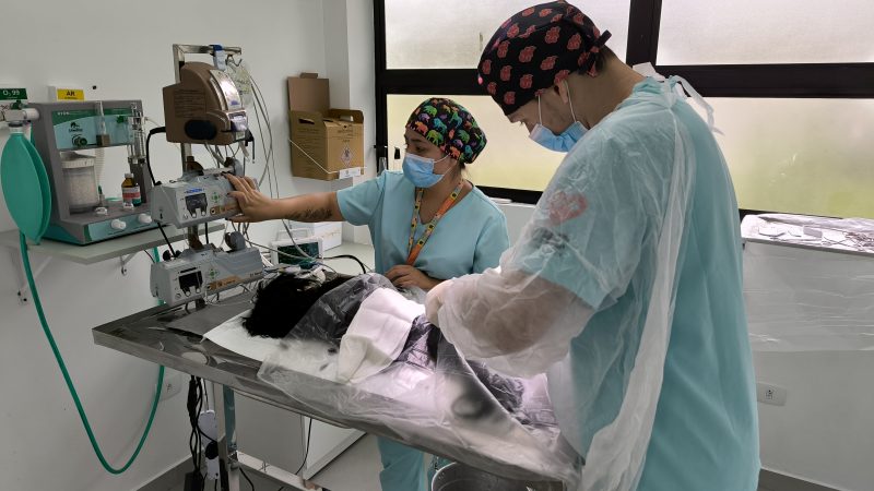 Saiba a importância da doação de sangue para pets