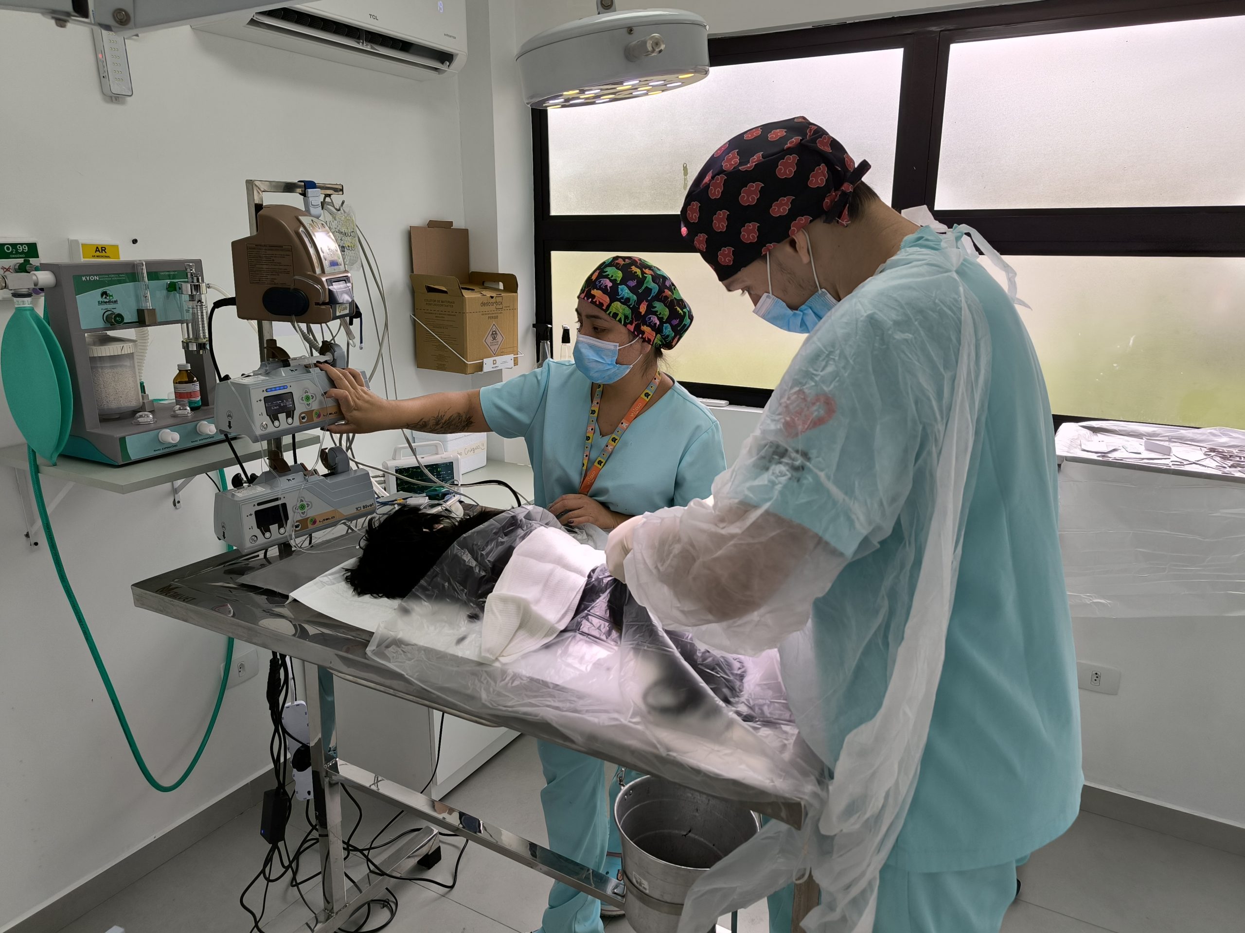 Saiba a importância da doação de sangue para pets