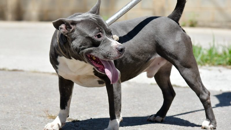 Feira de adoção de cães ocorre neste sábado (15/11), no Big Shopping