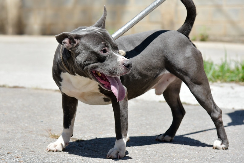 Feira de adoção de cães ocorre neste sábado (15/11), no Big Shopping