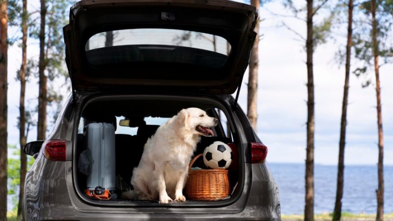 Saiba o que ainda dá tempo de organizar para viajar com pets no Carnaval