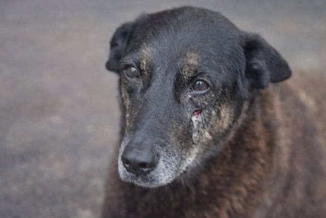 Cão Orelha: como a escola pode ajudar a prevenir a violência contra animais