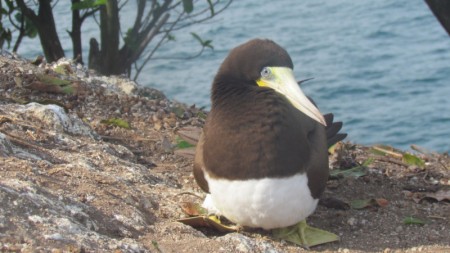 Aves marinhas ingerem quantidades consideráveis de poluentes, alguns proibidos há décadas