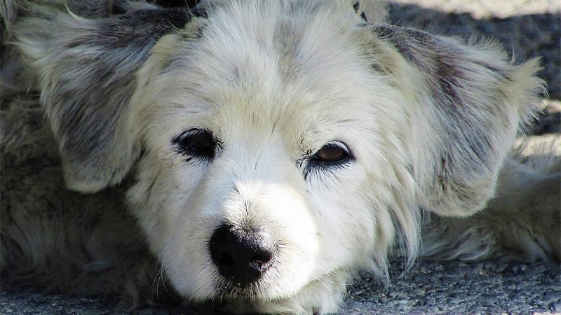 O TJMG decidiu que disputas por animais de estimação após o divórcio não devem ser tratadas como “guarda de filhos”, mas sim como uma questão de propriedade e posse