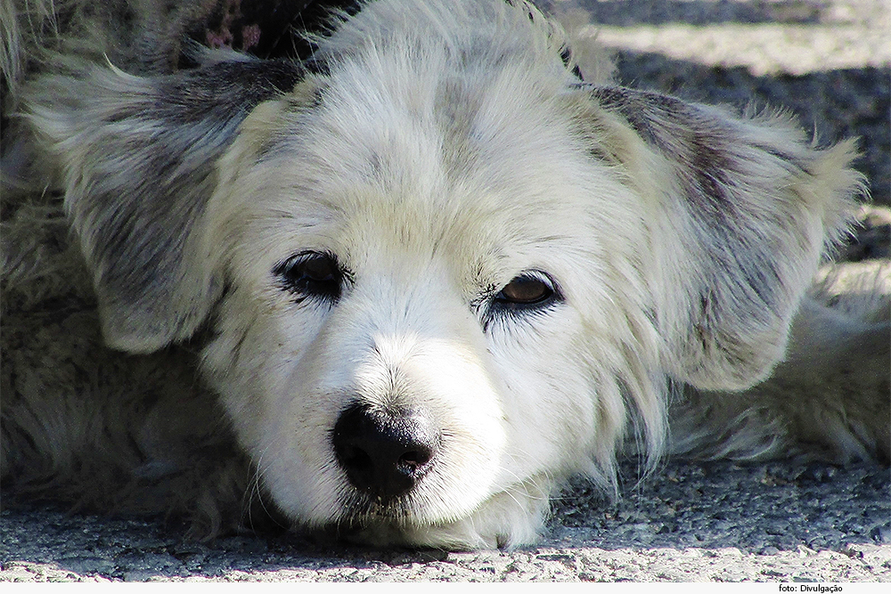 O TJMG decidiu que disputas por animais de estimação após o divórcio não devem ser tratadas como “guarda de filhos”, mas sim como uma questão de propriedade e posse