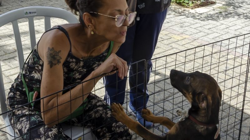 Adote um amigo: Feira do Eldorado tem evento de adoção neste sábado (11/4)