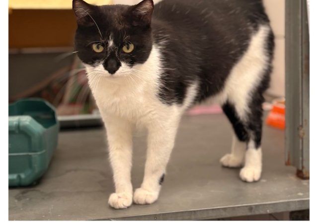 Feira de adoção de cães e gatos no sábado (9/5)