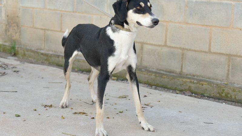 Feira de adoção de cães busca novos lares para animais neste sábado (20/6)