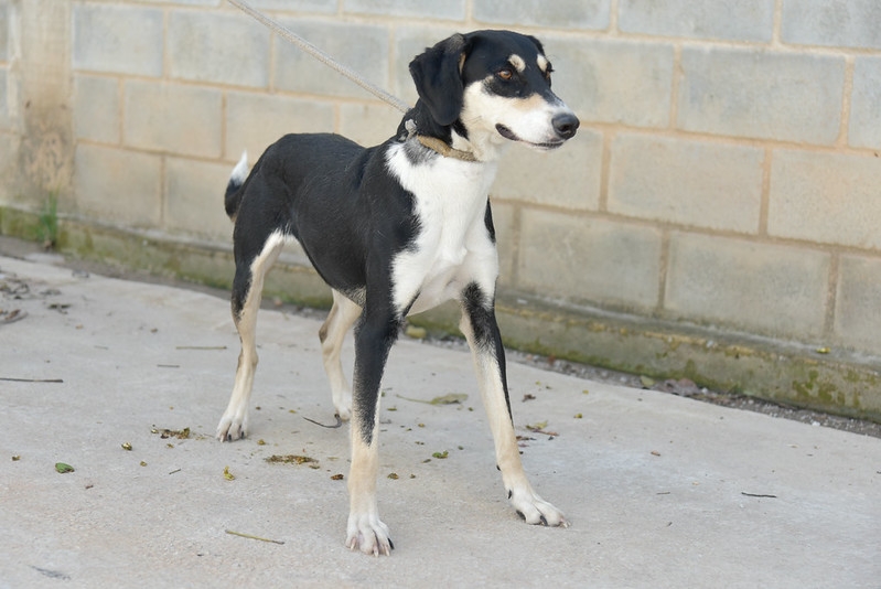 Feira de adoção de cães busca novos lares para animais neste sábado (20/6)