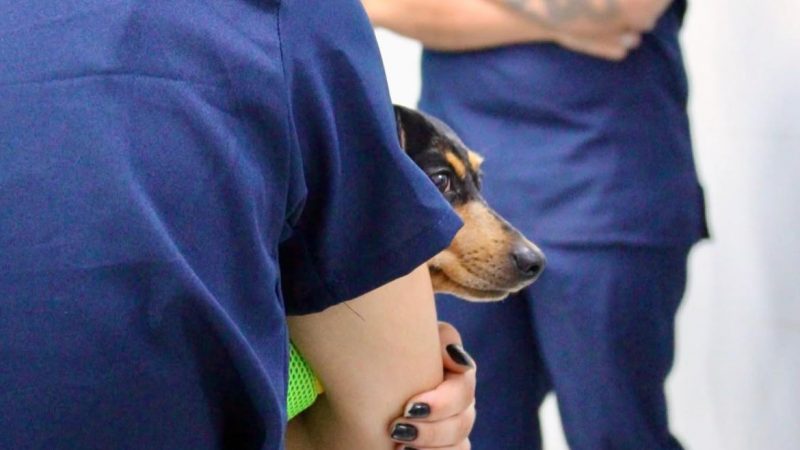 Tampinhas arrecadadas por estudantes ajudam a custear castrações de cães em comunidades da Grande BH