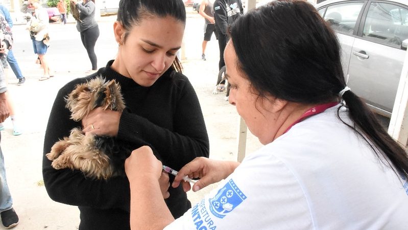 Contagem realiza Campanha de Vacinação Antirrábica para Cães e Gatos no dia 11/7